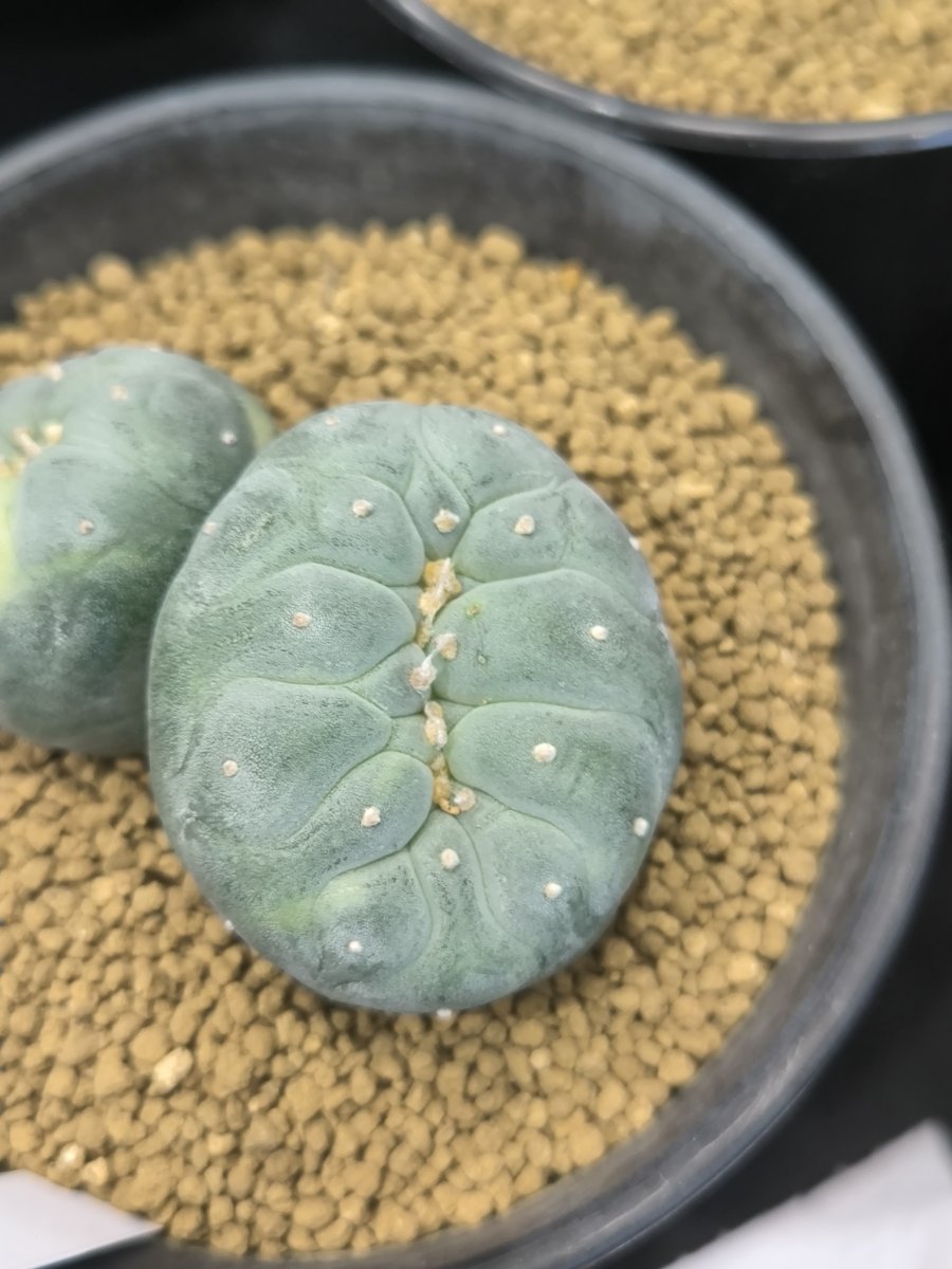 Lophophora Fricii ibo variegated cristata seeding