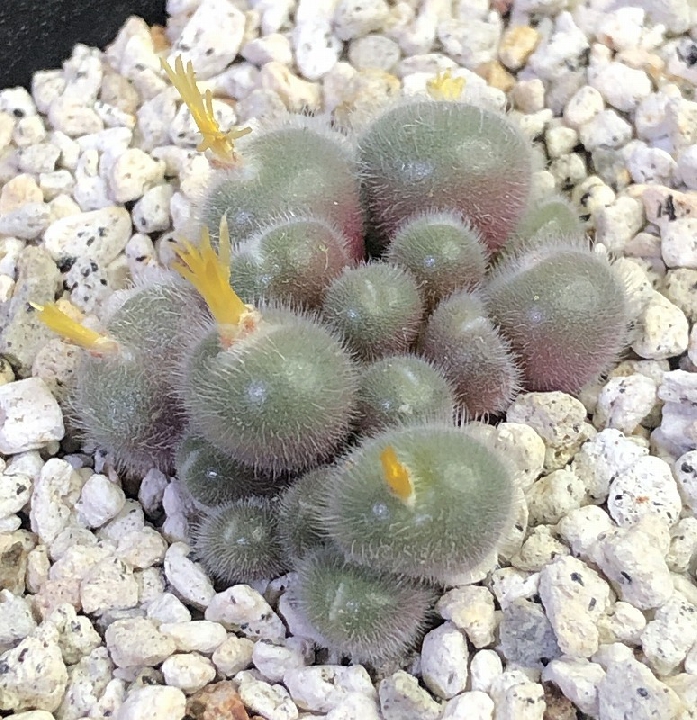 Stephanii Conophytum Saccharomyces ขนาดใหญ่สีม่วง