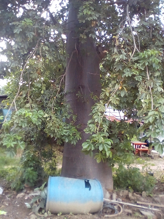 ต้นเบาบับ Baobub tree