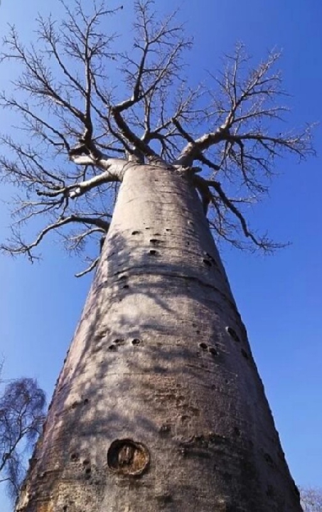 ต้นเบาบับ Baobub tree
