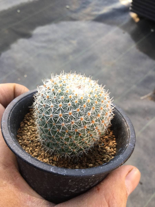 กระบองเพชร Mami Laria Hope Maru Cactus Succulent Plant กระบองเพชร