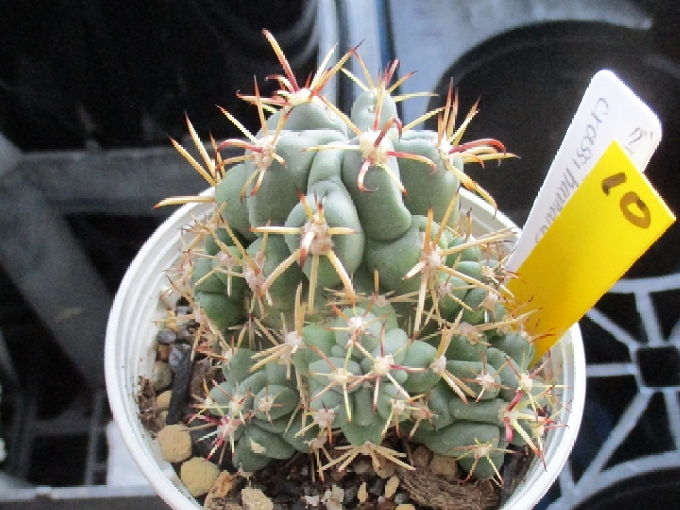 ต้นกระบองเพชร Ancistro (Granduri cactus) Keimatsutama / Cactus succulent plant
